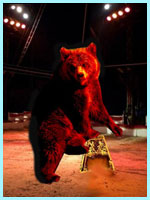 L’ours au Cirque
